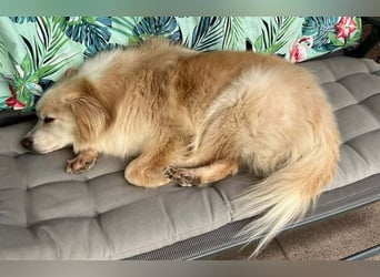 Rosa – hübsche Maus wartet in PLZ 75217 Birkenfeld auf Besuch