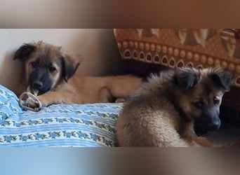 CODY – zauberhafter junger Hundebub sucht sein Zuhause für immer