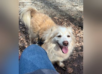 Rosa – hübsche Maus wartet in PLZ 75217 Birkenfeld auf Besuch