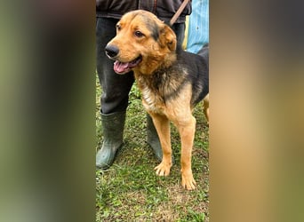 Sajan - ein Freund und noch viel mehr Sajan - ein Freund und noch viel mehr