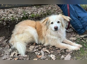 Rosa – hübsche Maus wartet in PLZ 75217 Birkenfeld auf Besuch