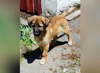 CODY – zauberhafter junger Hundebub sucht sein Zuhause für immer