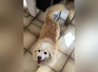 Rosa – hübsche Maus wartet in PLZ 75217 Birkenfeld auf Besuch