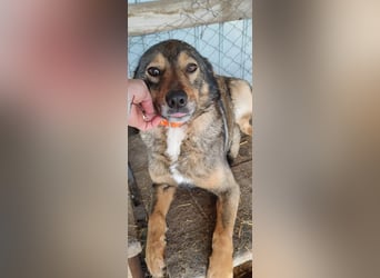 Liebe Moni – sucht besonders liebes Zuhause zum durchstarten