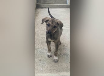 Kleines Hundekind „SUMMER“ bringt die Sonne ins Haus