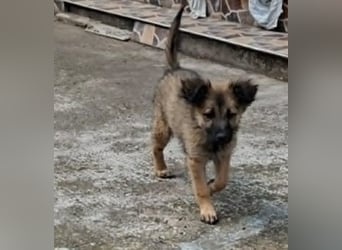 CARA - zauberhaftes junges Hundemädchen sucht ihr Zuhause für immer