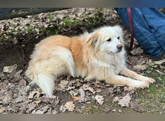 Rosa – hübsche Maus wartet in PLZ 75217 Birkenfeld auf Besuch