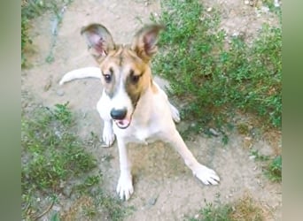 Super hübsches Hundekind „ TESSA „ sucht ihr Zuhause für immer