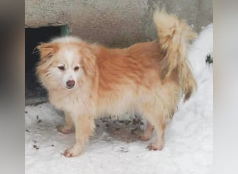 Rosalie - facettenreich und dazu noch bildhübsch