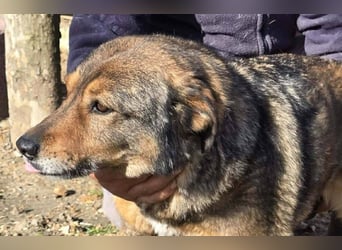 Liebe Moni – sucht besonders liebes Zuhause zum durchstarten