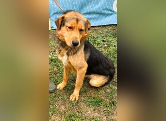 Sajan - ein Freund und noch viel mehr Sajan - ein Freund und noch viel mehr