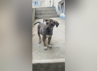 Kleines Hundekind „SUMMER“ bringt die Sonne ins Haus