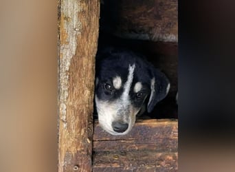 Trudi - die Dritte im Bunde - zuckersüßes Hundekind sucht ihre Family