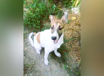 Super hübsches Hundekind „ TESSA „ sucht ihr Zuhause für immer