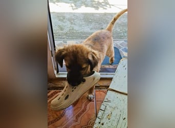 CODY – zauberhafter junger Hundebub sucht sein Zuhause für immer