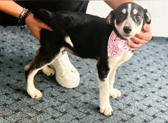 Trudi - die Dritte im Bunde - zuckersüßes Hundekind sucht ihre Family