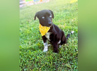 Ein Blickfang pur – das ist Hundekind Mila