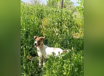 Super hübsches Hundekind „ TESSA „ sucht ihr Zuhause für immer