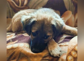 CODY – zauberhafter junger Hundebub sucht sein Zuhause für immer