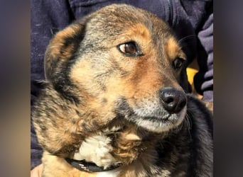 Liebe Moni – sucht besonders liebes Zuhause zum durchstarten