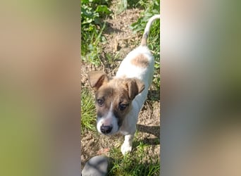Tessa – kleines Hundekind sucht ihr Zuhause für immer
