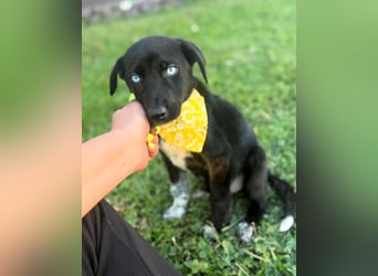 Ein Blickfang pur – das ist Hundekind Mila