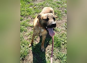 Bildhübscher TOTO - auf der Suche nach seinem Glück