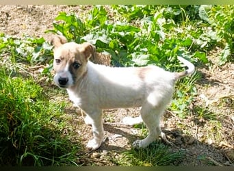 Tessa – kleines Hundekind sucht ihr Zuhause für immer