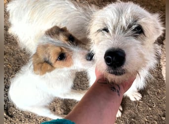 Sammy - kleiner Sonnenschein sucht Familienanschluss