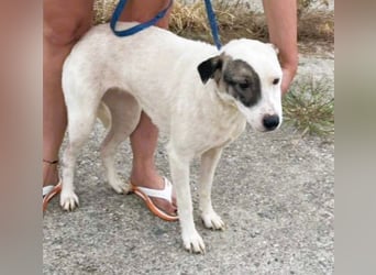 LENA - eine Zaubermaus die ihre Familie sucht