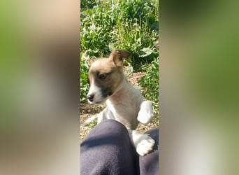 Tessa – kleines Hundekind sucht ihr Zuhause für immer