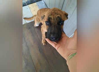 Bildhübscher TOTO - auf der Suche nach seinem Glück