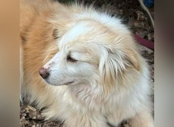 Rosa – hübsche Maus wartet in PLZ 75217 Birkenfeld auf Besuch