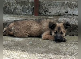 CARA - zauberhaftes junges Hundemädchen sucht ihr Zuhause für immer