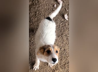 Sammy - kleiner Sonnenschein sucht Familienanschluss