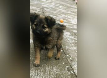 CARA - zauberhaftes junges Hundemädchen sucht ihr Zuhause für immer