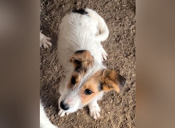 Sammy - kleiner Sonnenschein sucht Familienanschluss