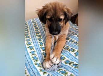 CODY – zauberhafter junger Hundebub sucht sein Zuhause für immer
