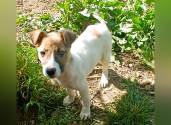 Tessa – kleines Hundekind sucht ihr Zuhause für immer