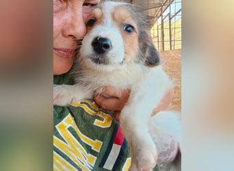 Sammy - kleiner Sonnenschein sucht Familienanschluss
