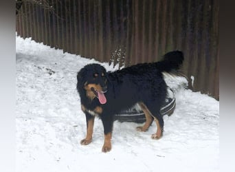 Das Glück hat 4 Pfoten und heißt „ BAJA „