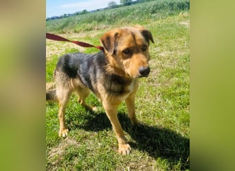 Sajan - ein Freund und noch viel mehr Sajan - ein Freund und noch viel mehr