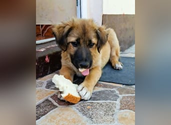 CODY – zauberhafter junger Hundebub sucht sein Zuhause für immer