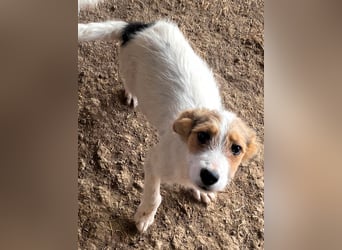 Sammy - kleiner Sonnenschein sucht Familienanschluss
