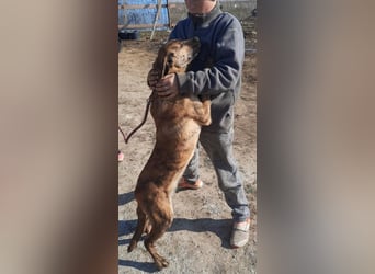 Bildhübscher TOTO - auf der Suche nach seinem Glück