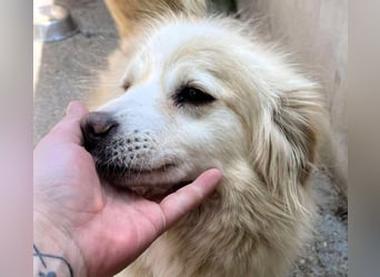 Rosalie - facettenreich und dazu noch bildhübsch