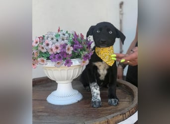 Ein Blickfang pur – das ist Hundekind Mila