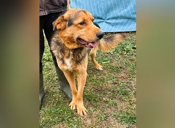 Sajan - ein Freund und noch viel mehr Sajan - ein Freund und noch viel mehr