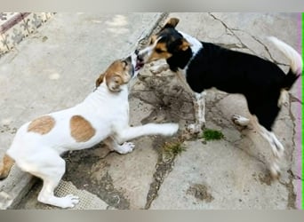 Super hübsches Hundekind „ TESSA „ sucht ihr Zuhause für immer