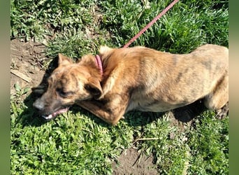 Bildhübscher TOTO - auf der Suche nach seinem Glück